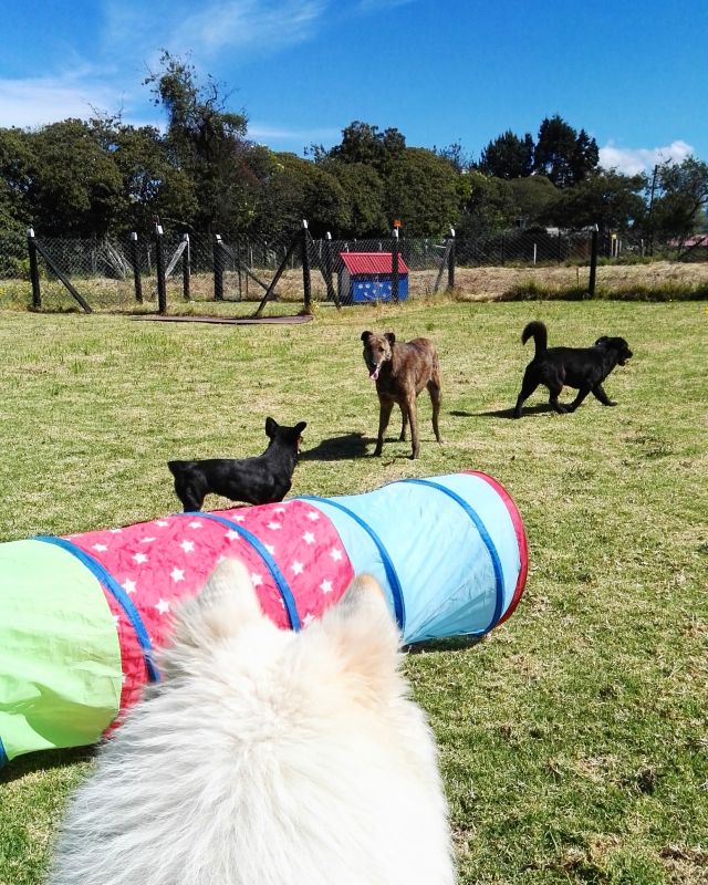 Dog Daycare - Dog Daycare Branson, Missouri